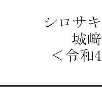 城﨑